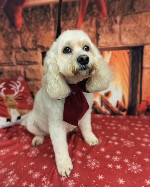 A groomed cockapoo's soft white coat after a full groom
